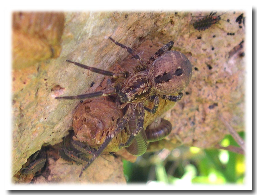 Zoropsis spinimana